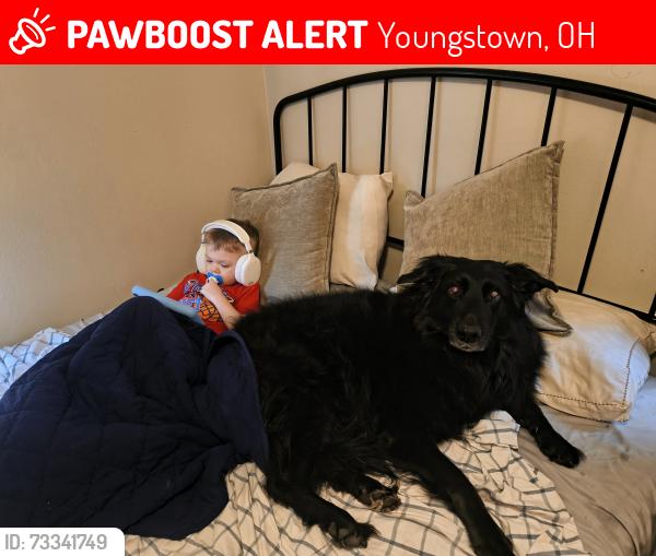 Lost Female Dog last seen Near nellbert ln Youngstown ohio, Youngstown, OH 44512