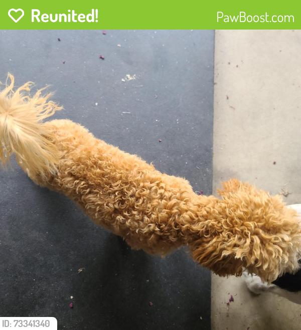Reunited Unknown Dog last seen Not sure, Citrus Heights, CA 95662