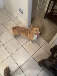 Reunited Male Dog last seen Anisetree Drive, Memphis, TN 38016