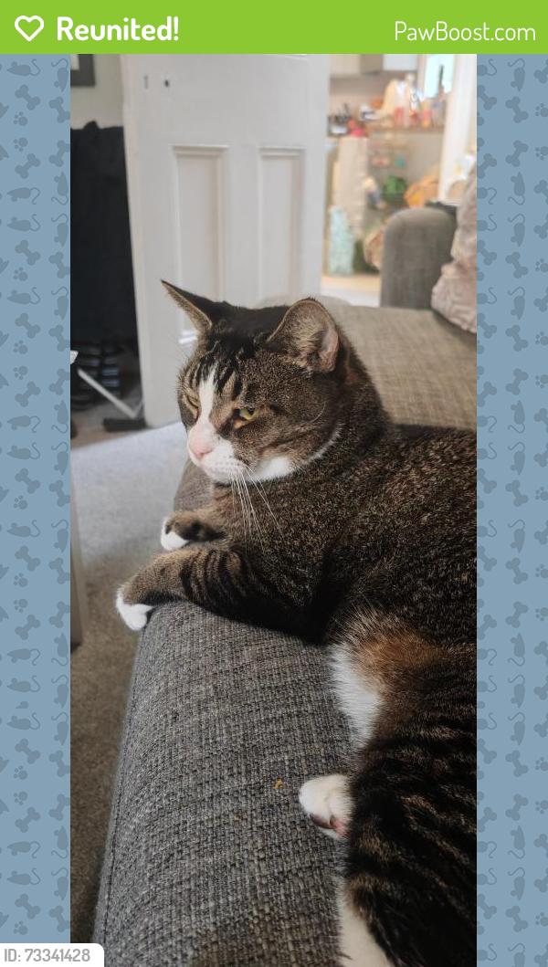 Reunited Female Cat last seen Near Nisa Express / Waylen street, , England RG1