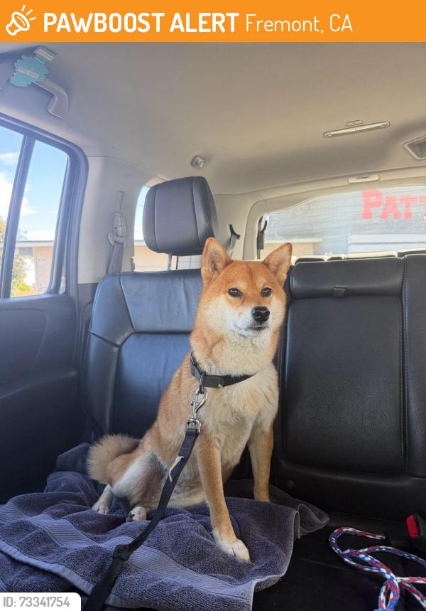 Found/Stray Female Dog last seen Patterson Elementary School Fremont, Fremont, CA 94536