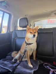 Found/Stray Female Dog last seen Patterson Elementary School Fremont, Fremont, CA 94536