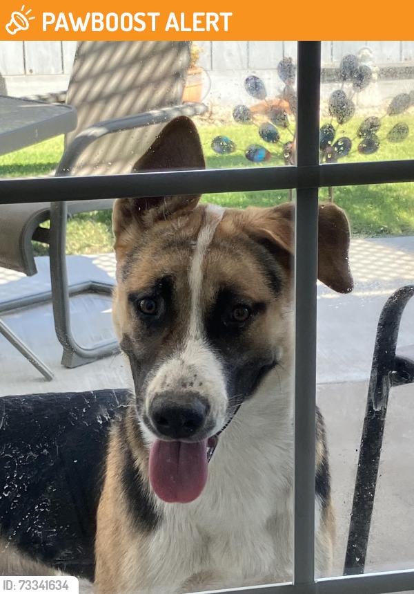 Found/Stray Female Dog last seen Milnes Rd and Wellsford Rd. Modesto, Stanislaus County, CA 95357