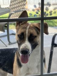 Found/Stray Female Dog last seen Milnes Rd and Wellsford Rd. Modesto, Stanislaus County, CA 95357
