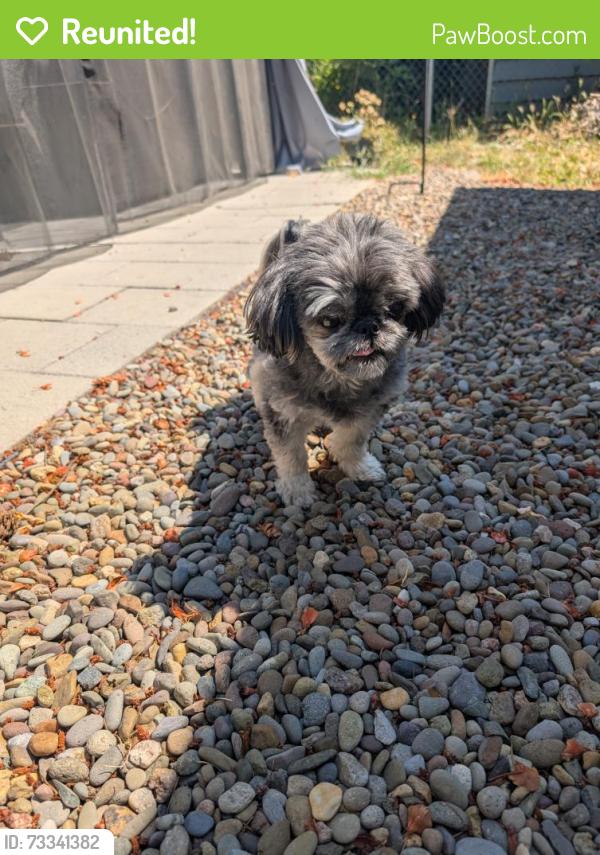 Reunited Male Dog last seen Sterling woods drive, Eugene, OR 97408
