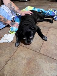 Reunited Female Dog last seen Queens ct, Pace, FL 32571