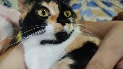 Lost Female Cat last seen Aviário avipets, Sítio Cercado, PR 