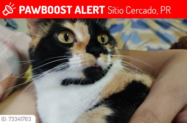 Lost Female Cat last seen Aviário avipets, Sítio Cercado, PR 