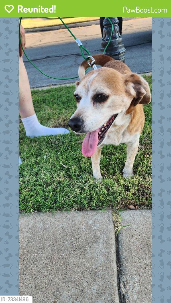 Reunited Male Dog last seen Crystal Creek, Tulsa, OK 74134