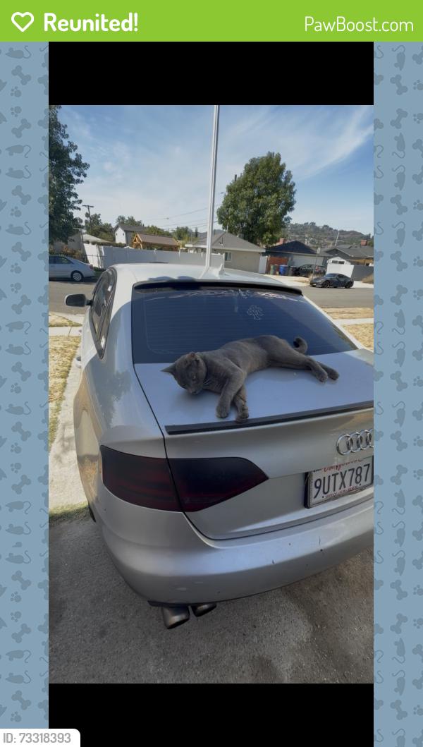 Reunited Male Cat last seen pasadena, 485 mercedes ave, Pasadena, CA 91107