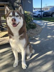 Found/Stray Male Dog last seen Mcfadden & fairview, Santa Ana, CA 92704