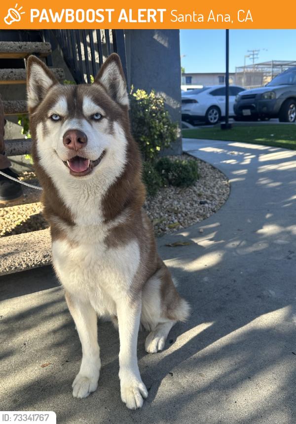 Found/Stray Male Dog last seen Mcfadden & fairview, Santa Ana, CA 92704