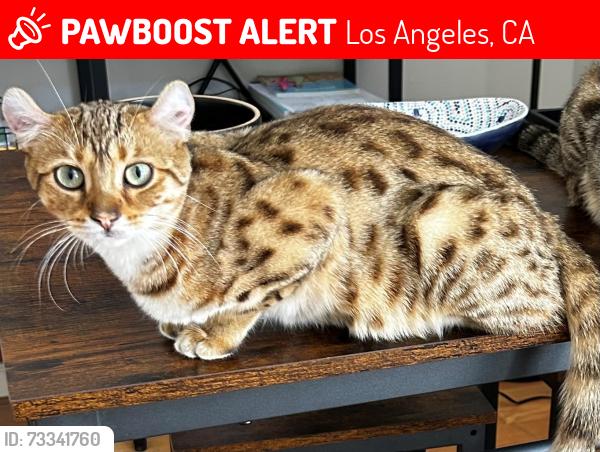 Lost Female Cat last seen Cahuenga Blvd. & Whitley Ave, Los Angeles, CA 90068