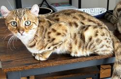 Lost Female Cat last seen Cahuenga Blvd. & Whitley Ave, Los Angeles, CA 90068