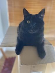 Reunited Male Cat last seen Primrose, Benicia, CA 94510