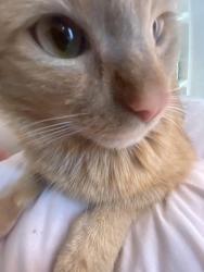 Lost Male Cat last seen Near street, Queens, NY 11436