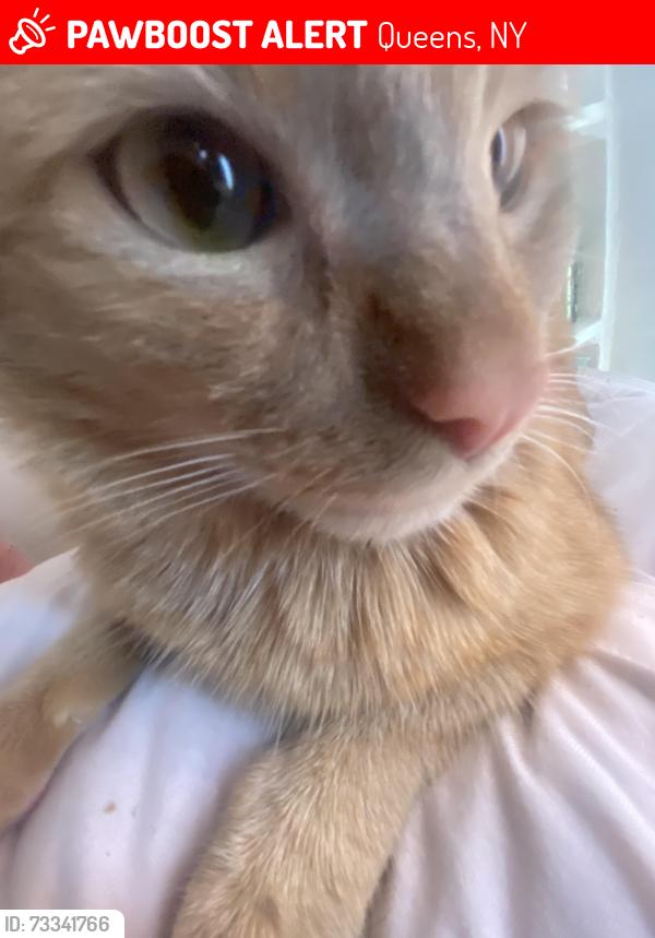 Lost Male Cat last seen Near street, Queens, NY 11436