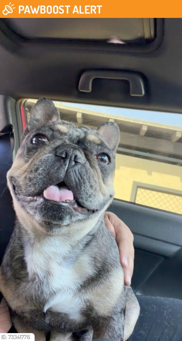 Found/Stray Male Dog last seen Clela, East Los Angeles, CA 90022
