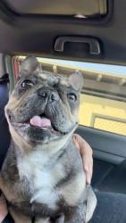 Found/Stray Male Dog last seen Clela, East Los Angeles, CA 90022