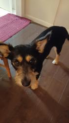 Found/Stray Female Dog last seen Louetta, Terranova, TX 77379
