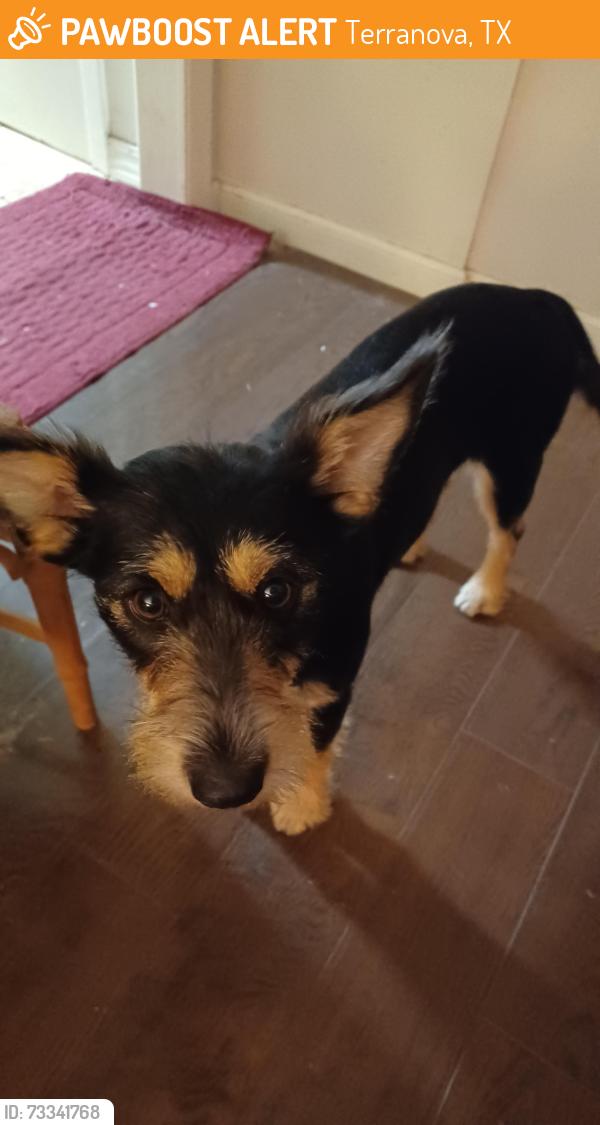 Found/Stray Female Dog last seen Louetta, Terranova, TX 77379