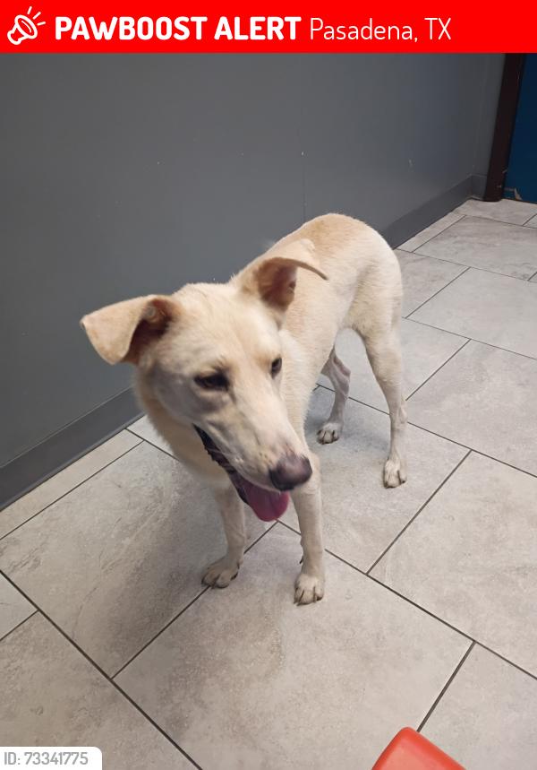 Lost Female Dog last seen Near and Preston, Pasadena, TX 77503