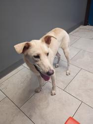 Lost Female Dog last seen Near and Preston, Pasadena, TX 77503