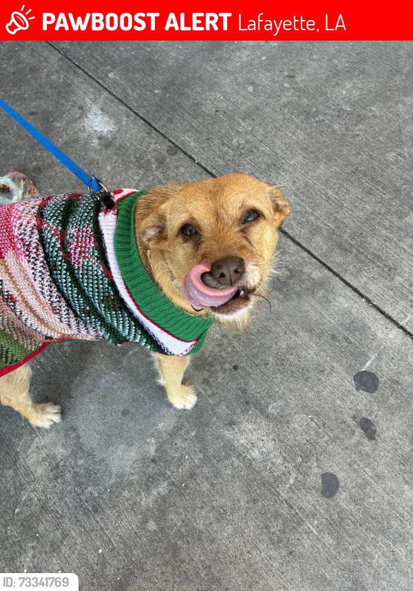 Lost Female Dog last seen Fire Department on Mudd, Lafayette, LA 70500