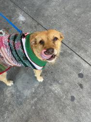 Lost Female Dog last seen Fire Department on Mudd, Lafayette, LA 70500