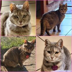 Lost Male Cat last seen Overland Way/Overland Court, San Jose, CA 95111