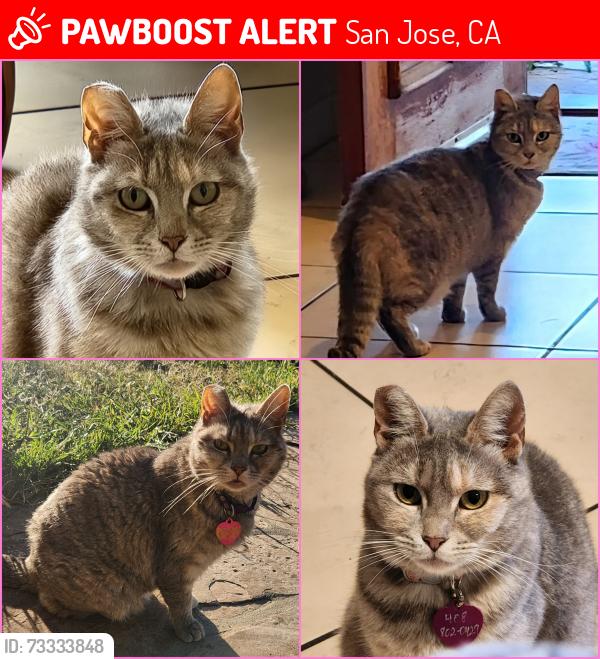 Lost Male Cat last seen Overland Way/Overland Court, San Jose, CA 95111
