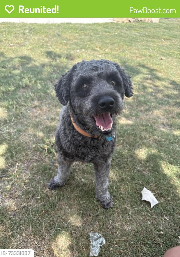 Reunited Female Dog last seen Ladd rd & TomLynn, Atascosa, TX 78002