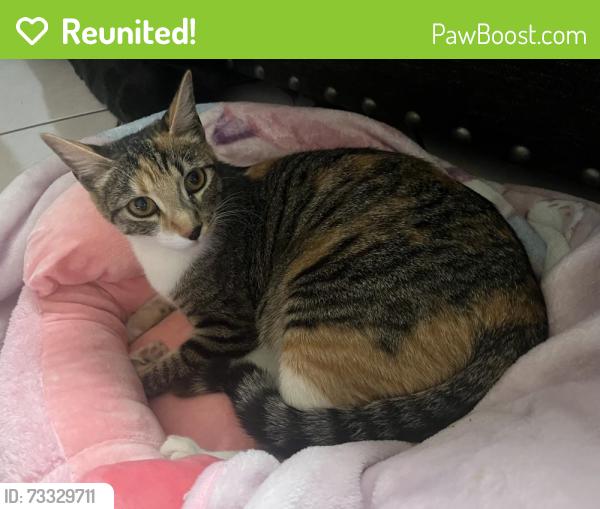 Reunited Female Cat last seen near 16283 w desert bloom st, Goodyear, AZ 85338