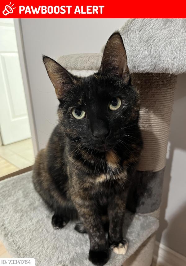 Lost Female Cat last seen East street, Kawartha Lakes, ON L0A 1A0