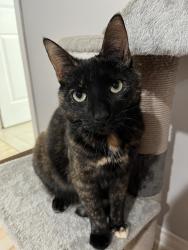 Lost Female Cat last seen East street, Kawartha Lakes, ON L0A 1A0
