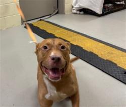 Shelter Stray Male Dog last seen , 232 Eslinger Way, Sanford, FL 32773, USA