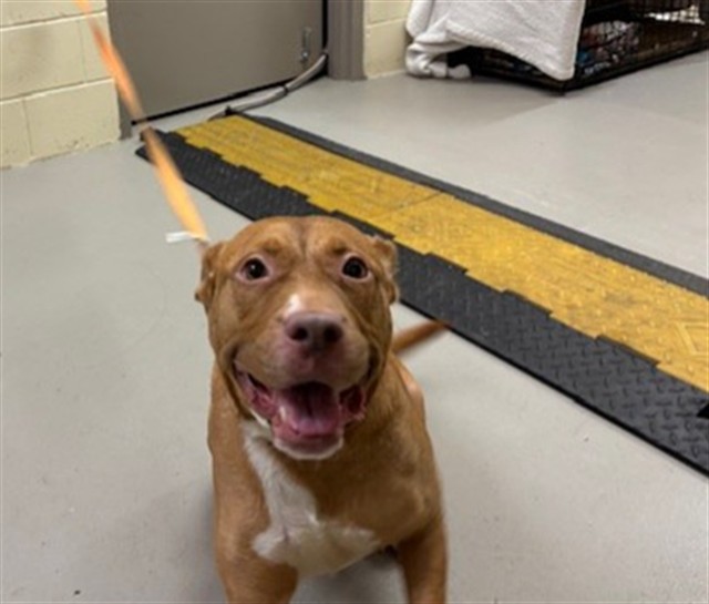 Shelter Stray Male Dog last seen , 232 Eslinger Way, Sanford, FL 32773, USA