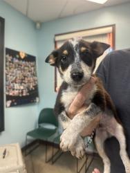 Shelter Stray Male Dog last seen Near BLOCK S BUTTERFIELD TRL, 2500 S 27th Ave, Phoenix, AZ 85009, USA