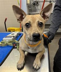 Shelter Stray Male Dog last seen 71ST AVE AND NORTHERN AVE, 2500 S 27th Ave, Phoenix, AZ 85009, USA