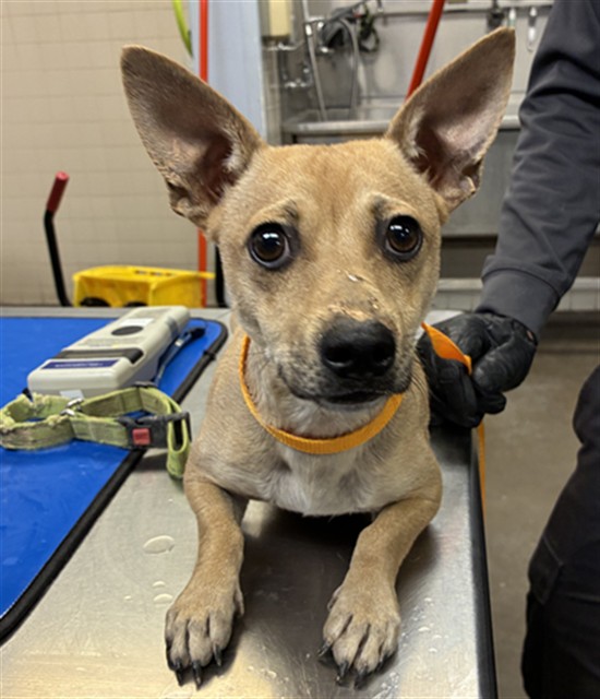 Shelter Stray Male Dog last seen 71ST AVE AND NORTHERN AVE, 2500 S 27th Ave, Phoenix, AZ 85009, USA