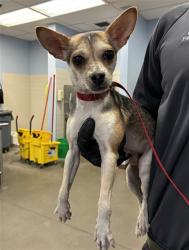 Shelter Stray Male Dog last seen 71ST AVE AND NORTHERN AVE, 2500 S 27th Ave, Phoenix, AZ 85009, USA