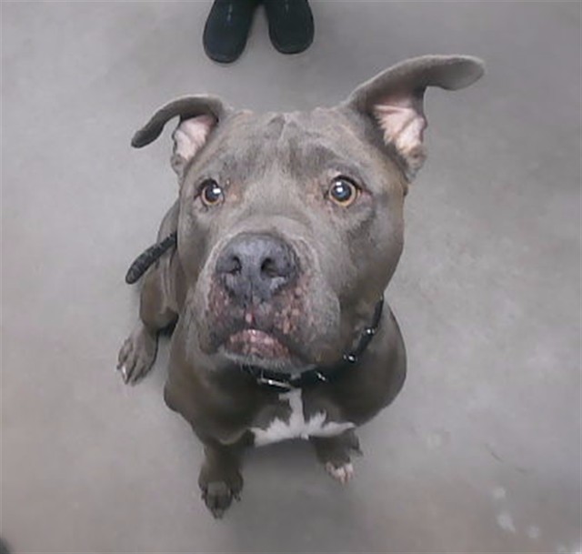 Shelter Stray Female Dog last seen SARIVAL AVE AND PORTLAND ST, 2500 S 27th Ave, Phoenix, AZ 85009, USA
