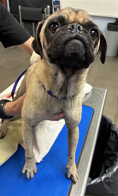 Shelter Stray Male Dog last seen Near BLOCK S 183RD AVE, 2500 S 27th Ave, Phoenix, AZ 85009, USA