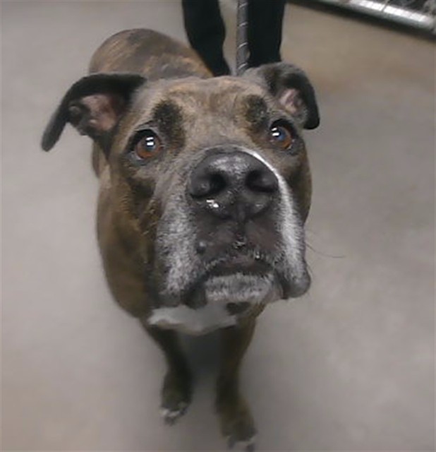 Shelter Stray Male Dog last seen 59TH AVE AND CACTUS RD, 2500 S 27th Ave, Phoenix, AZ 85009, USA