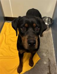 Shelter Stray Female Dog last seen WINTERSBURG RD AND INDIAN SCHOOL RD, 2500 S 27th Ave, Phoenix, AZ 85009, USA