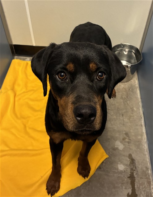 Shelter Stray Female Dog last seen WINTERSBURG RD AND INDIAN SCHOOL RD, 2500 S 27th Ave, Phoenix, AZ 85009, USA