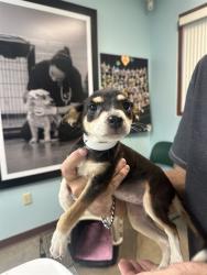 Shelter Stray Female Dog last seen Near BLOCK S BUTTERFIELD TRL, 2500 S 27th Ave, Phoenix, AZ 85009, USA