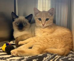 Shelter Stray Male Cat last seen Near BLOCK TUSCON ST, 12155 Park Blvd, Brighton, CO 80601, USA