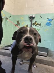 Shelter Stray Female Dog last seen DEL PASO BLVD & LOS ROBLES BLVD, 2127 Front St, Sacramento, CA 95818, USA