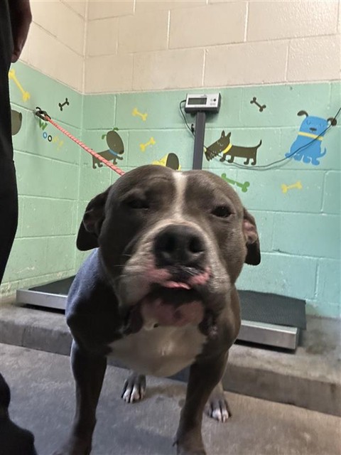 Shelter Stray Female Dog last seen DEL PASO BLVD & LOS ROBLES BLVD, 2127 Front St, Sacramento, CA 95818, USA